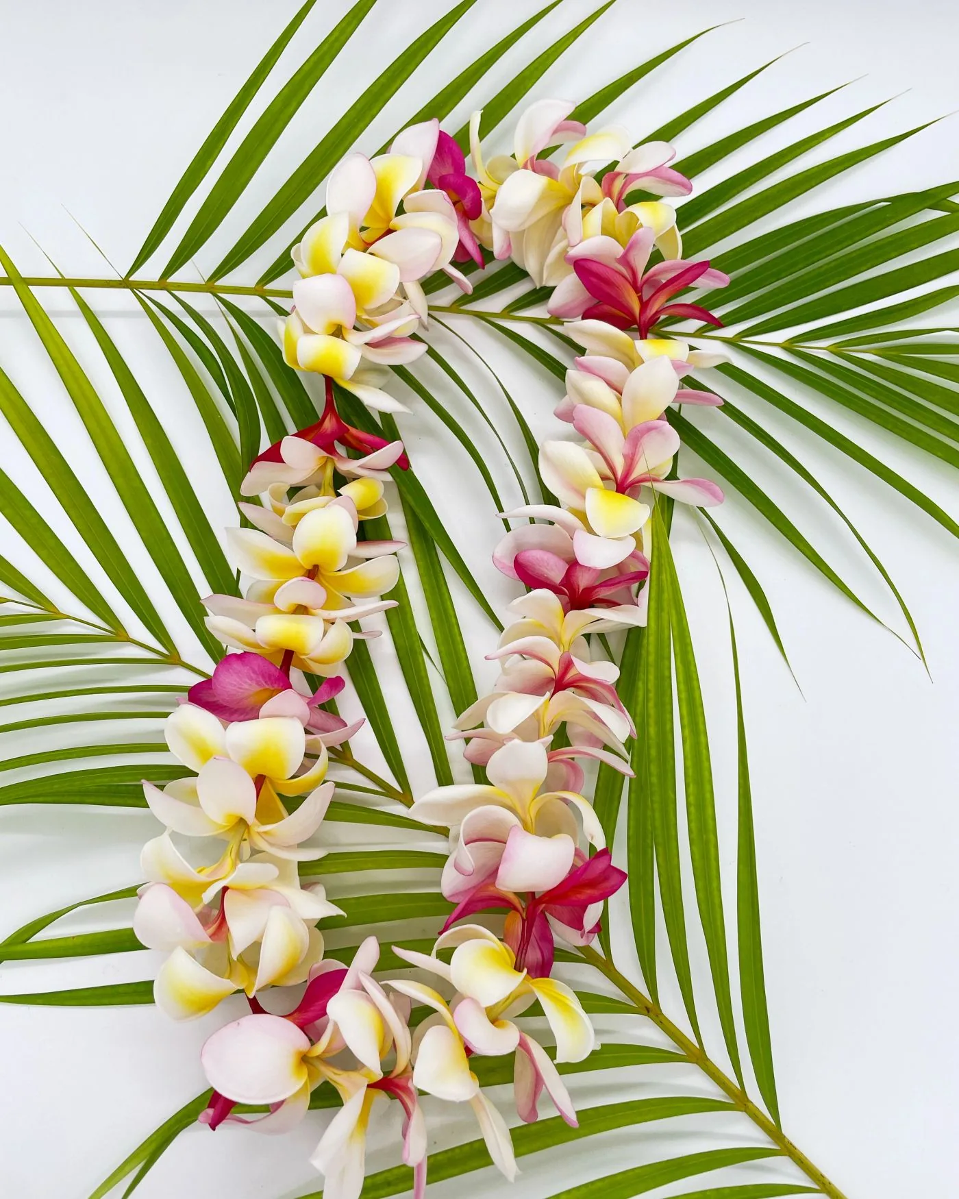 A pink and yellow plumeria lei on a green palm frond.