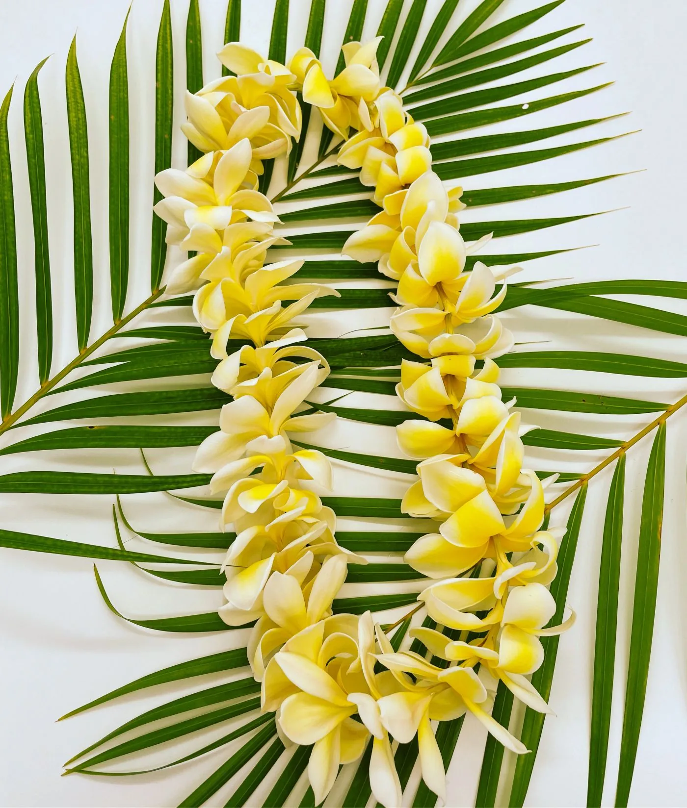 A pale butter-yellow plumeria lei arranged on a green palm frond.