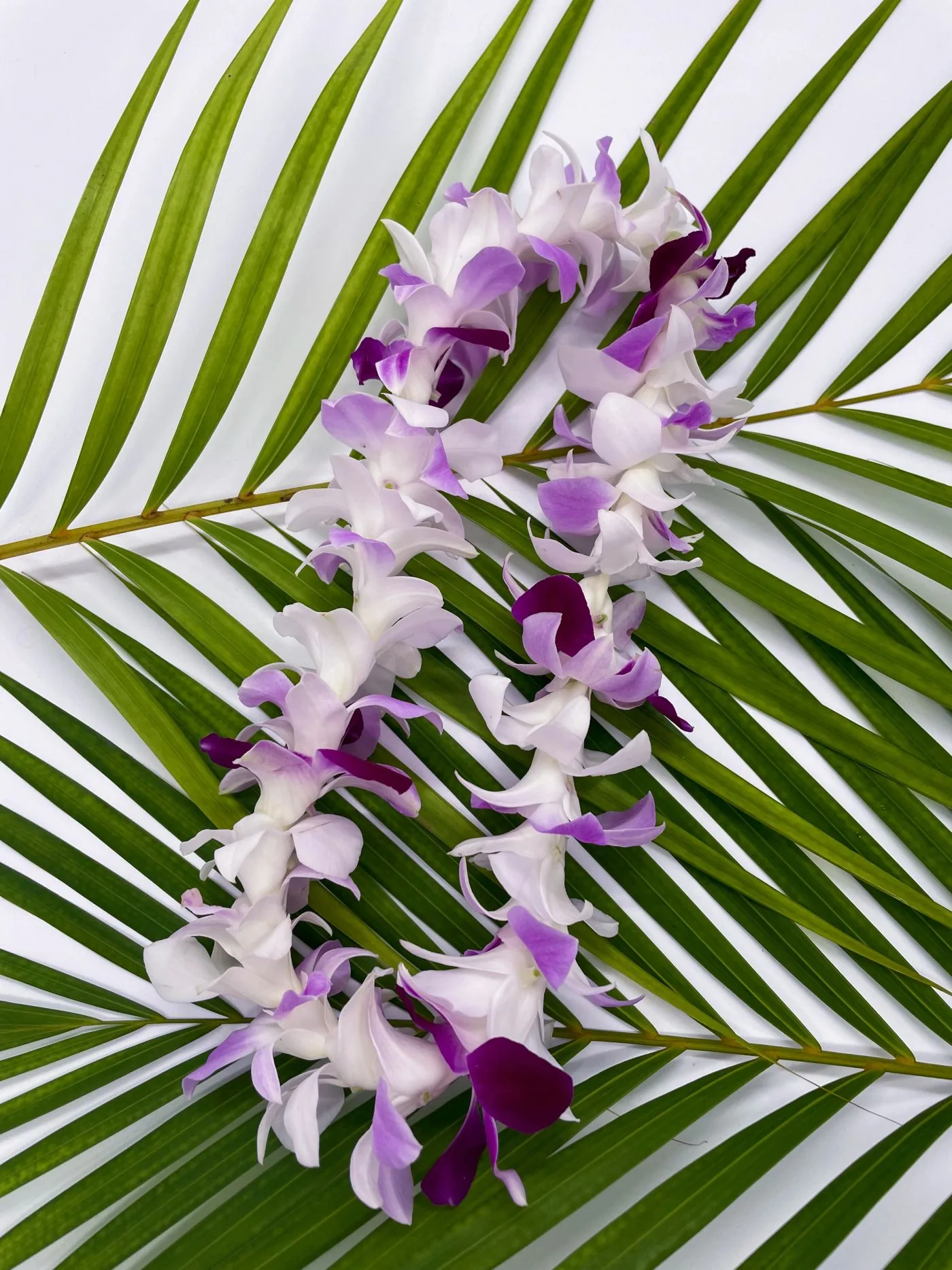 A fuchsia and white dendrobium orchid lei arranged on a green palm frond.