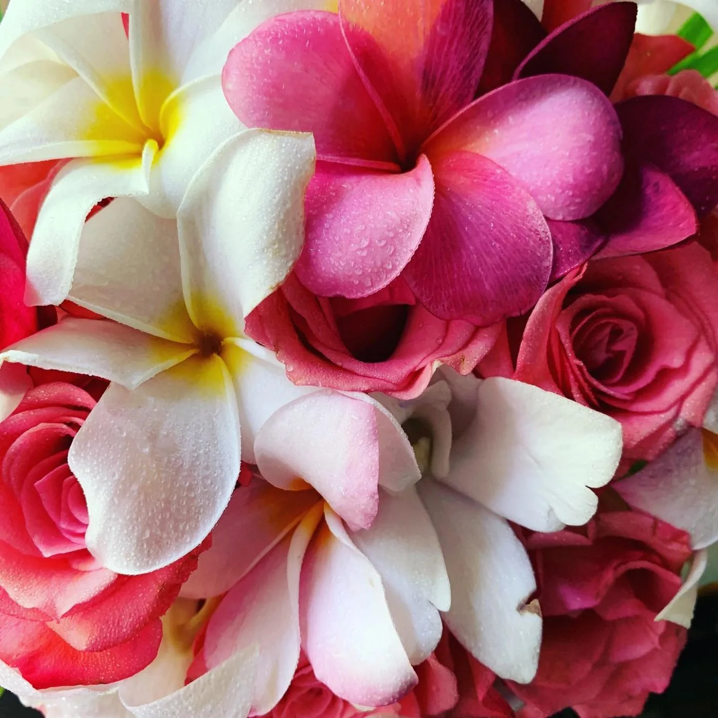 A close-up of a bouquet mixing pink roses, plumeria and orchids with dew on the petals.