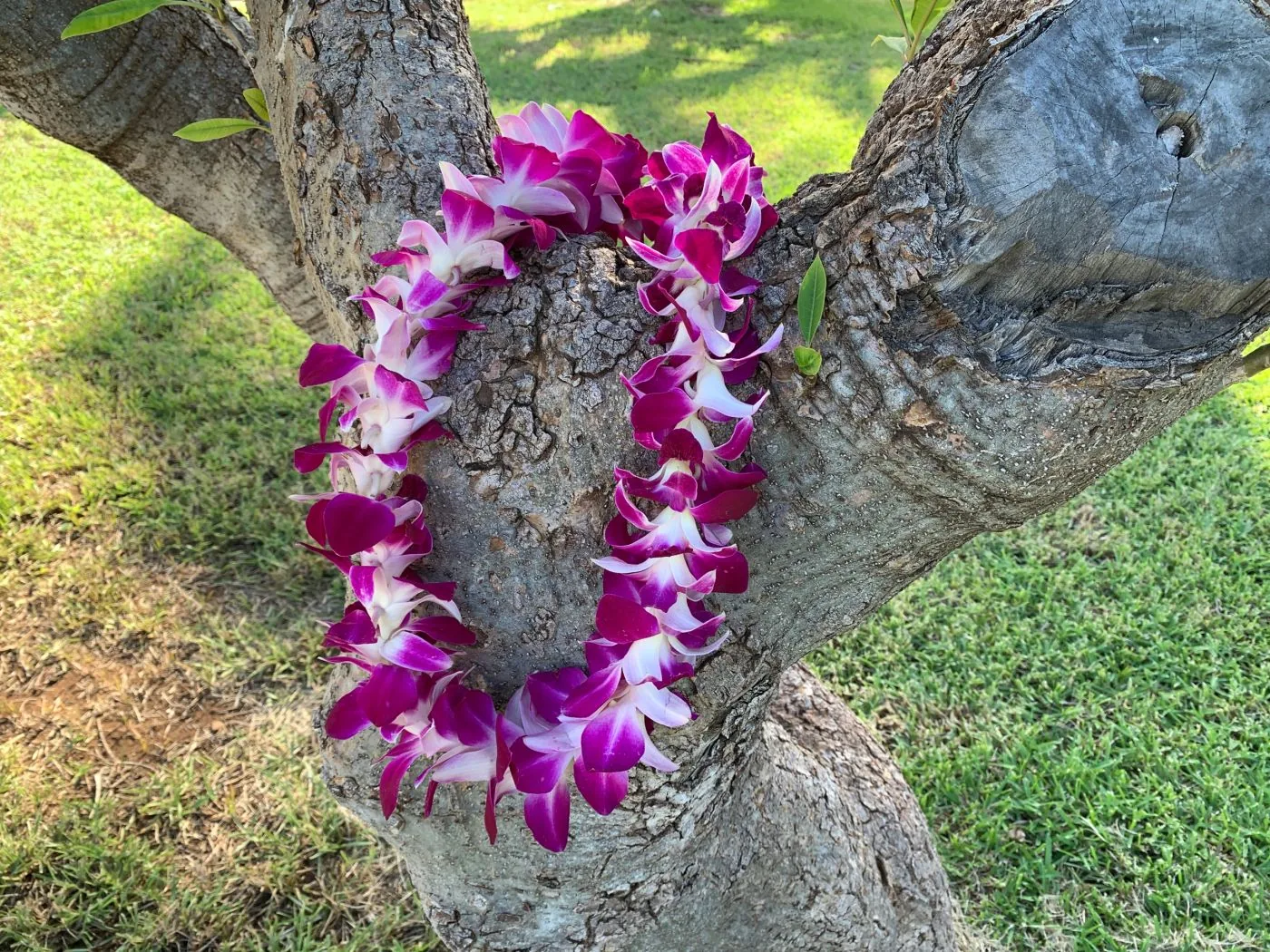 A purple and white orchid lei draped over a plumeria tree branch.